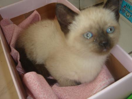 CHATON