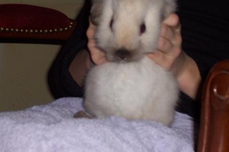 mon lapin